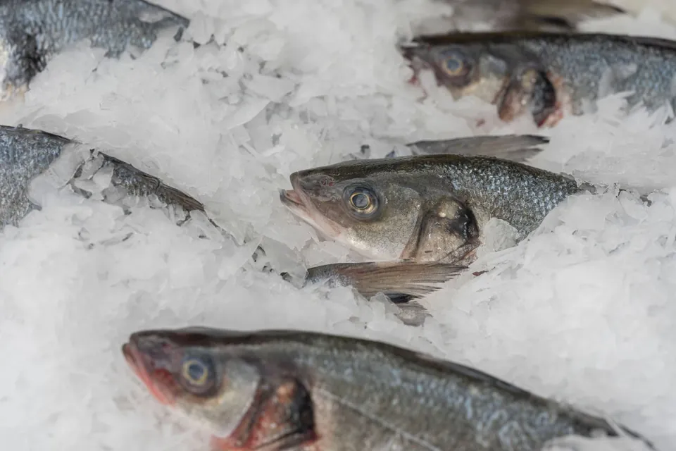Poissons frais disposés sur un lit de glace pilée